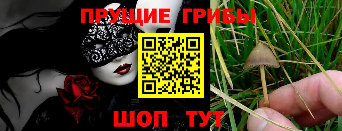 Галлюциногенные грибы Cubensis Дубна